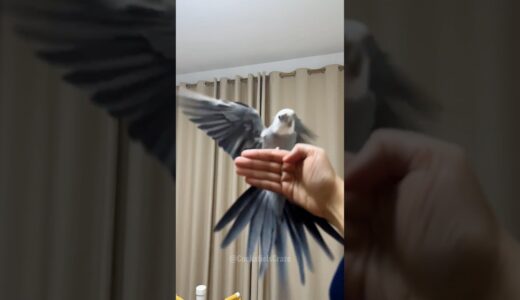 Adorable Cockatiel Skyler’s Perfect Landing 🦜🥰 #cockatielscraze #birdscharm