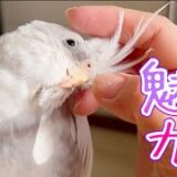 【家族に迎えて分かった】オカメインコと言う生き物の魅力と一緒に暮らす上で少し大変な所