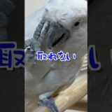 オウムはゴミを鼻先につけられるとうまく取れない #shorts