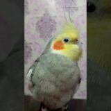 Cute 🥰🥰🥰 #birds #meetho #cockatiel #parrot #cute #pets #sweet # our meetho 🥰🥰🥰🥰