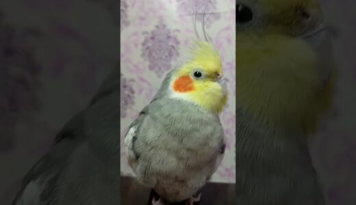 Cute 🥰🥰🥰 #birds #meetho #cockatiel #parrot #cute #pets #sweet # our meetho 🥰🥰🥰🥰