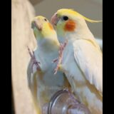 Adorable Cockatiel Jerry’s Cute Singing Moments 🎶🦜🥰 #cockatielscraze #birdsinging