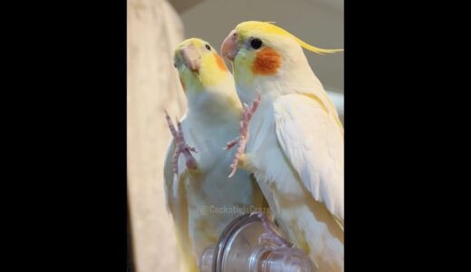 Adorable Cockatiel Jerry’s Cute Singing Moments 🎶🦜🥰 #cockatielscraze #birdsinging