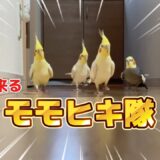 オカメインコのモモヒキ隊❤️迫り来る足音とモモヒキ！！の巻　 #オカメインコ #cockatiel #バードアスレチック #インコ芸 #癒し #モモヒキ隊