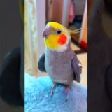 Adorable Cockatiel Jojo’s Cute Singing Moments #cockatielscraze #birdsinging #cutepets