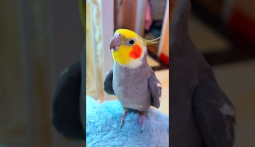 Adorable Cockatiel Jojo’s Cute Singing Moments #cockatielscraze #birdsinging #cutepets