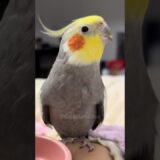 Adorable Cockatiel Larry’s Cute Singing Moments #cockatielscraze #birdsinging