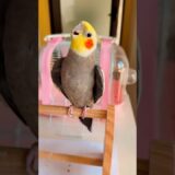 Adorable Cockatiel Larry’s Cute and Funny Moments Caught up on Camera #cockatielscraze