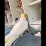 Adorable Cockatiel Milo’s Cute Singing Moments #cockatielscraze #birdsinging #cutepets