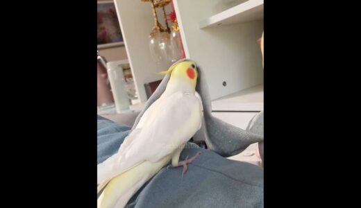 Adorable Cockatiel Milo’s Cute Singing Moments #cockatielscraze #birdsinging #cutepets