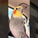 Cockatiel’s Cookie Song: Adorable Feathered Tune | YTShorts Musical Delight