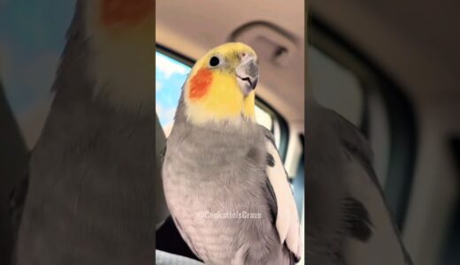 Cockatiel’s Cookie Song: Adorable Feathered Tune | YTShorts Musical Delight