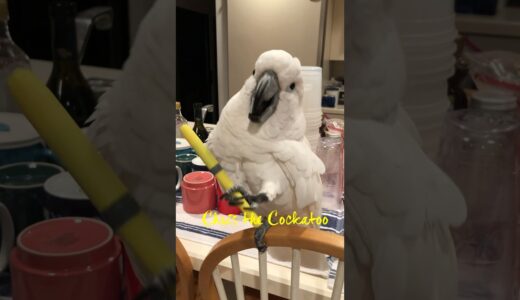 Jazzing up your weekend with a dance & a twirl! #dancing #twirling #cockatoo #parrot #jazz