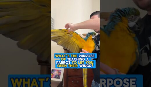 Why Teach a Parrot to Let You Open Their Wings?