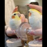 Adorable Cockatiel Jerry’s Cutest Peekaboo Playtime 🥰🦜 #cockatielscraze #birdscharm