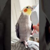 Adorable Cockatiel Larry’s Cute Singing Moments 🎶🦜🥰 #cockatielscraze #birdsinging #cutepets