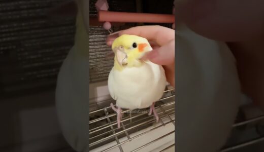 Isn’t that lovely Cockatiel just the cutest? 🥰🦜 #cockatielscraze #birdscharm