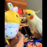 Charlie the cockatiel is celebrating its prize win! 🎉 #cockatielscraze #cockatiel