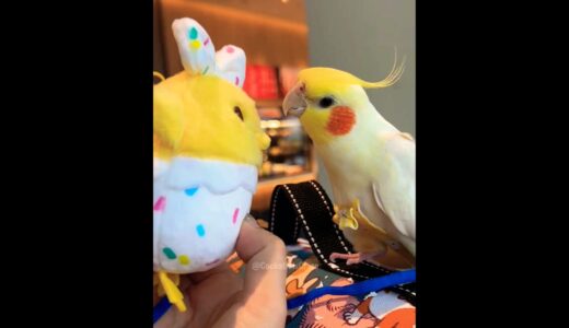 Charlie the cockatiel is celebrating its prize win! 🎉 #cockatielscraze #cockatiel