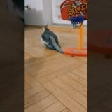 #cockatiel #parrot #bird #basketball