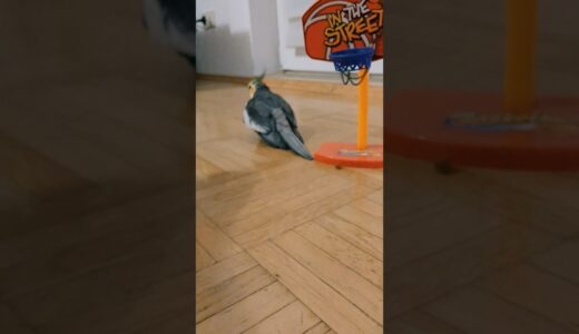 #cockatiel #parrot #bird #basketball