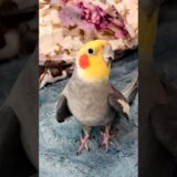 Adorable Cockatiel Jojo’s Cute Singing Moments 🎶🦜🥰 #cockatielscraze #birdsinging #cutepets