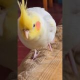 Adorable Cockatiel’s fun playful moments ✨🦜♥️ #cockatielscraze #birdscharm #cutepets