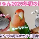 オカメインコ兄弟の関係に進展？弟ソラにハクちゃんタジタジ💦