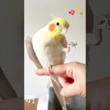 Adorable Cockatiel Pete serenading with Dancing foot 🥰🎶🦜 #cockatielscraze #birdsinging