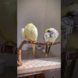 🐥Casal de psitas sincronizado! #shorts #birds #parrot #birds #cockatiel #calopsita