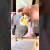 Adorable Cockatiel Larry’s Cute Peekaboo Playtime 🥰🦜 #cutepets #cockatielscraze