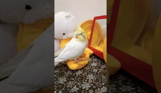 Adorable Cockatiel Milo’s Cuteness Overload 🥰🦜 #Cutepets #cockatiel #cockatielscraze