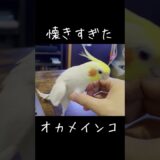 オカメインコが人間に懐きすぎるとこうなります。【たまちゃんねる】 #オカメインコ #癒し