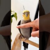 Adorable Cockatiel Larry’s Cute and Funny Singing Moments #cockatielscraze #birdsinging