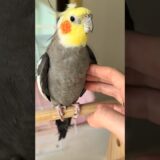 Adorable Cockatiel Larry’s Cute Singing Moments 🎶🦜🥰 #cockatielscraze #birdsinging #cutepets