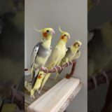 🐥Três psitos entusiasmados! #shorts #cockatiel #calopsita #birds #parrot #birdsinging