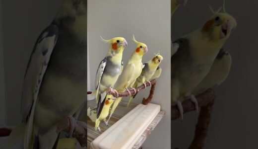 🐥Três psitos entusiasmados! #shorts #cockatiel #calopsita #birds #parrot #birdsinging