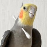 オブジェクトのめり込み対策がされていないオカメインコ