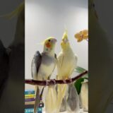 🐥Olha essa calopsita cantando! #shorts #birdsinging #cockatielsinging #parrot #birds #cockatiel