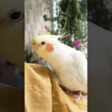 Adorable Cockatiel Jerry’s Cute Singing Moments 🎶🦜🥰 #cockatielscraze #birdsinging #cutepets