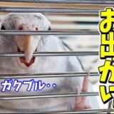 オカメインコのそら君、親鳥達から離れてハク兄ちゃんの居る実家へ初お出かけ！