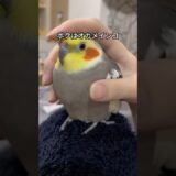 【天才アーティスト】オカメインコの可愛さがわかる1分解説