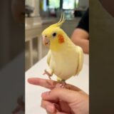 You gotta see Tweety the Cockatiel’s adorable singing show! 🥰🎶🦜 #cockatielscraze #birdsinging