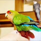 オカメインコそら君、親鳥達から離れてハク兄ちゃんの家に初上陸【後編】