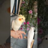 Adorable Cockatiel Jerry’s Cute Cookie Song Serenade #cockatielscraze #birdsinging