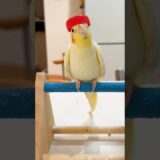 Adorable Cockatiel Tweety’s Cute and Funny Singing Moments #cockatielscraze #cockatiel