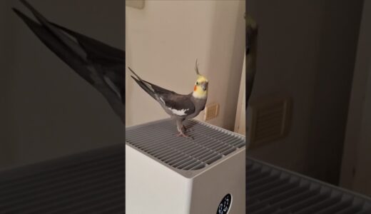 Cockatiel Slow Motion Flying. #cockatiel #birds #flying #parrot #cestlavie #slowmotion #kutus #cute