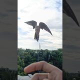 Cockatiel free fly training. #bird #cockatiel #cockatieltraining #cockatiels #everydaybirdshouse