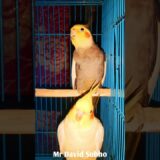 Lutino Cockatiel and Gray Cockatiel #parrot #short #tranding #birds #bird #cockatiel #shorts 311