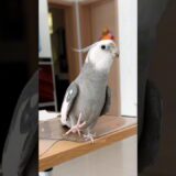 Skyler’s Operatic Ovation: Adorable Cockatiel’s Cute Opera Singing Skills | #cockatielscraze